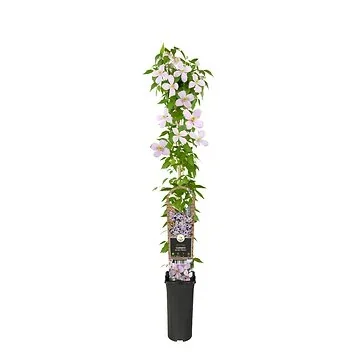 Bosrank (Clematis montana 'Rubens') H 90