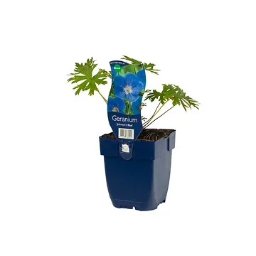 Ooievaarsbek (Geranium 'Johnson's Blue') ø 11 cm