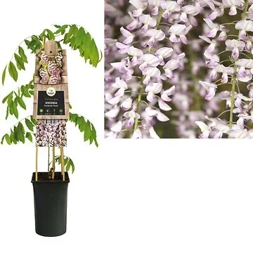 Blauwe regen (Wisteria floribunda 'Rosea') H 75