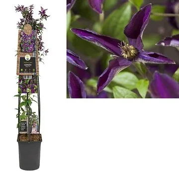 Bosrank (Clematis Noora PBR) H 120