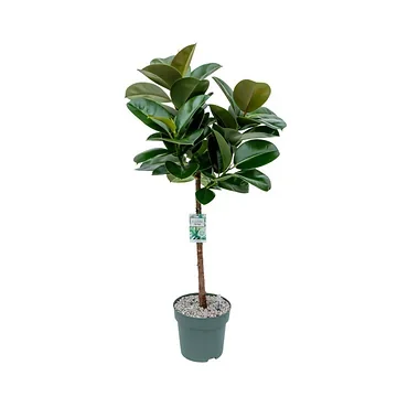 Ficus Makana (Elastica) 130 x 27 cm