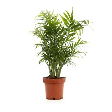 Dwergpalm (Chamaedorea Elegans) H 80 ø 19 cm