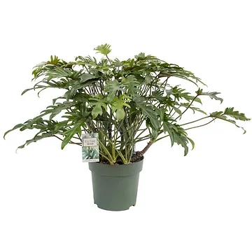 Philodendron Xanadu H 120 ø 30 cm