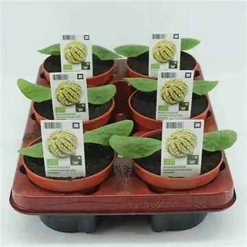 Pompoen, Festival mini (Cucurbita maxima) BIO