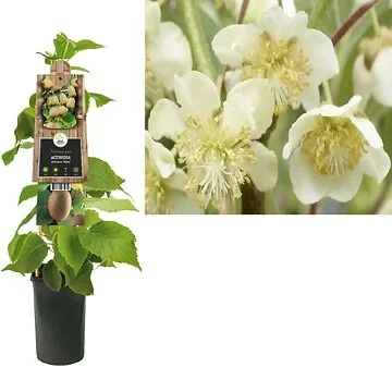 Kiwi (Actinidia deliciosa 'Atlas') H 75