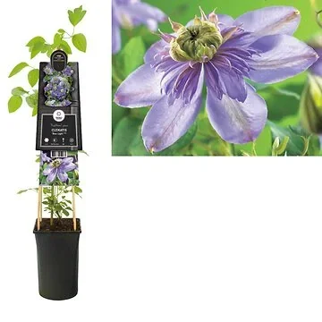 Bosrank (Clematis 'Blue Light' PBR) H 75