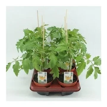 Cherrytomaat geel (Lycopersicon esculentum) BIO 12 cm pot