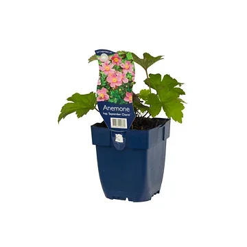 Anemoon (Anemone hup. 'September Charm') ø 11 cm