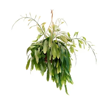 Pseudorhipsalis Ramulosa Red Coral H 45 ø 21 cm