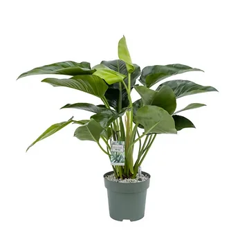 Philodendron Green Beauty 110 x 30 cm