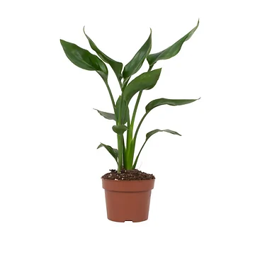 Paradijsvogelbloem (Strelitzia Reginae) H 40 ø 12 cm