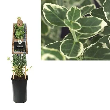 Kardinaalmuts (Euonymus fortunei 'Emerald Gaiety') H 75