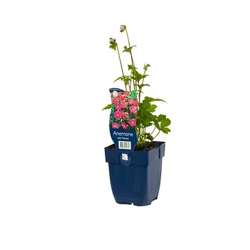Japanse anemoon (Anemone hybr. 'Pamina') ø 11 cm