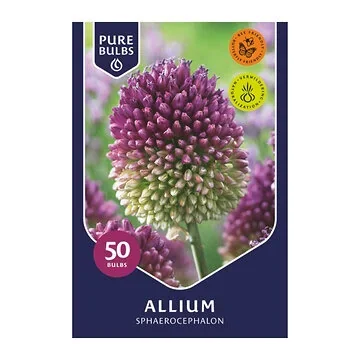 Pure Bulbs Bloembollen Sierui (Allium 'Sphaerocephalon') 50 stuks