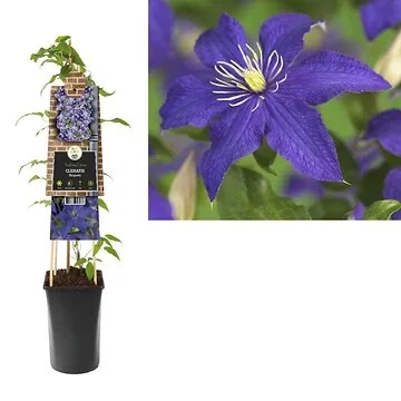 Bosrank (Clematis 'Rhapsody') H 75