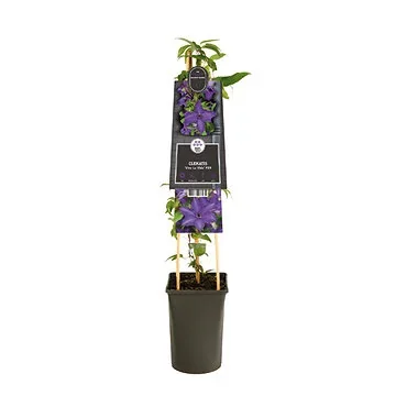 Bosrank (Clematis ‘Viva La Vida’ PBR) H 75