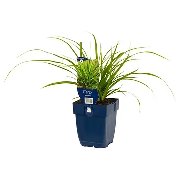 Zegge (Carex morrowii) ø 11 cm