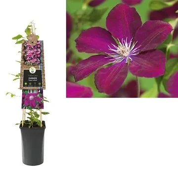 Bosrank (Clematis 'Rouge Cardinal') H 75