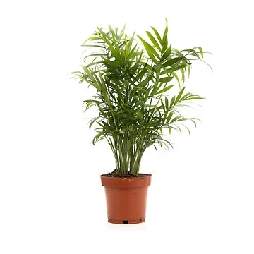 Dwergpalm (Chamaedorea Elegans) H 30 ø 12 cm