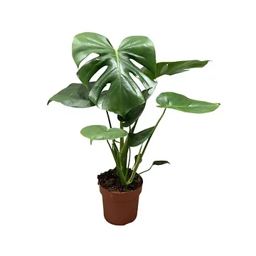 Gatenplant (Monstera Deliciosa) 65 cm