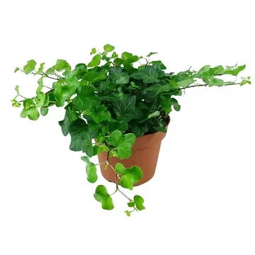 Klimop (Hedera He Wonder) H 15 ø 9 cm