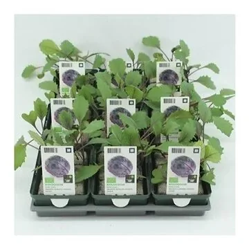 Rode kool (Brassica oleracea Capitata) BIO