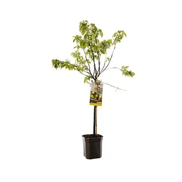 Kweepeer (Cydonia oblonga Kweepeer peer laag) H 160 ø 24 cm