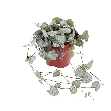 Lantaarnplantje (Ceropegia Woodii) H 15 ø 8 cm