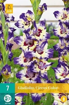 Gladiolus Circus Color