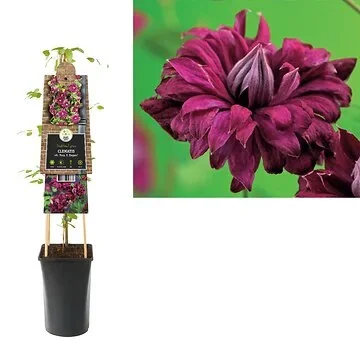 Bosrank (Clematis vit. 'Purp. P. Elegans') H 75