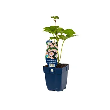 Japanse anemoon (Anemone hybr. 'Kön. Charlotte') ø 11 cm