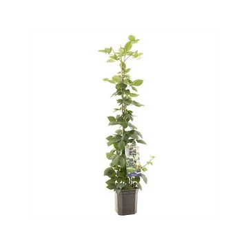 Doornloze braam (Rubus fruticosus Triple Crown P24) H 150 ø 24 cm