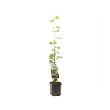 Blauwe druif (Vitis vinifera Muscat Blue P24) H 150 ø 24 cm