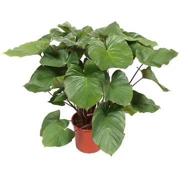 Homalomena Rubescens Maggy (Homalomena Rubescens Maggy) H 110 ø 34 cm