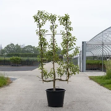 Peer (Pyrus comm. 3-arm) H 240 ø 45 cm