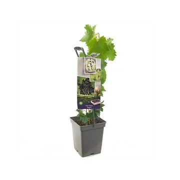 Blauwe tafeldruif (Vitis vin. Regent - draagbeugel) H 65 ø 18 cm