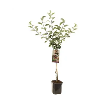 Rode moesappel (Malus dom. Rode Boskoop laagstam) H 160 ø 24 cm