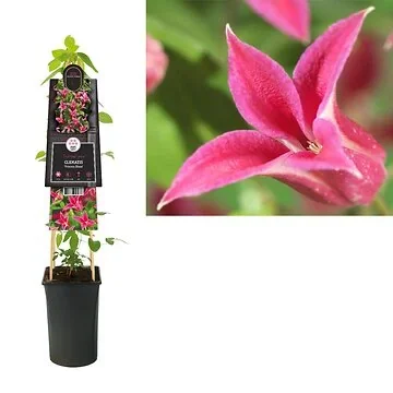 Bosrank (Clematis 'Princess Diana') H 75