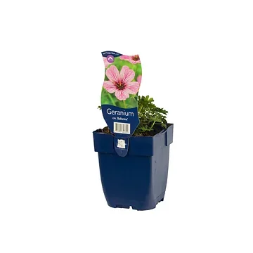 Ooievaarsbek (Geranium cin. 'Ballerina') ø 11 cm
