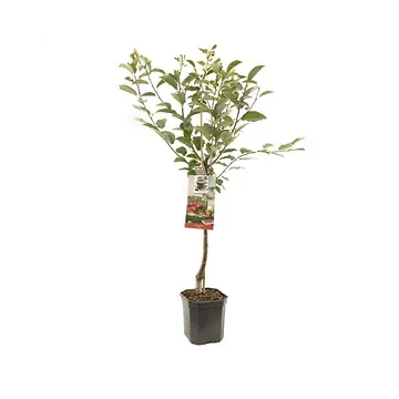 Zure kers (Prunus cerasus Morel laagstam) H 160 ø 24 cm