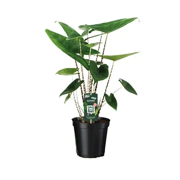 Olifantsoor (Alocasia Zebrina) H 60 ø 19 cm