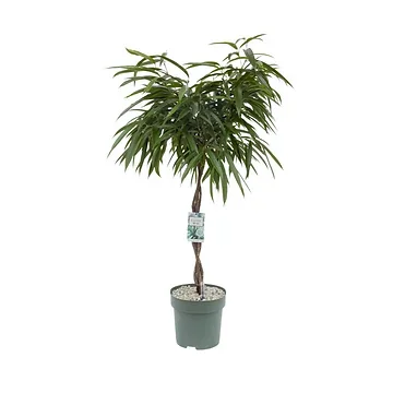Rubberboom (Ficus Mahori) H 110 ø 27 cm