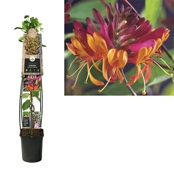 Kamperfoelie (Lonicera heckrottii 'Goldflame') H 120