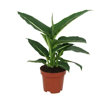 Dief van Badgad (Dieffenbachia Green Magic) H 40 ø 12 cm