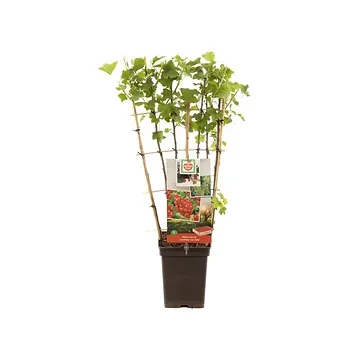 Rode bes, vroeg rijpend (Ribes rubrum Jonkh. v Tets leivorm) H 70 ø 18 cm