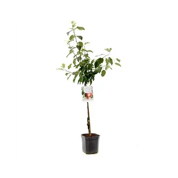 Rode handappel (Malus dom. Summerred laagstam) H 160 ø 24 cm
