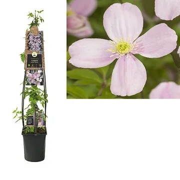 Bosrank (Clematis montana 'Rubens') H 120
