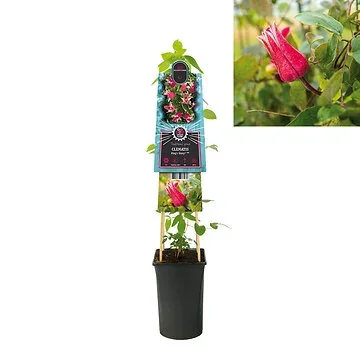 Bosrank (Clematis King's Glory PBR) H 75