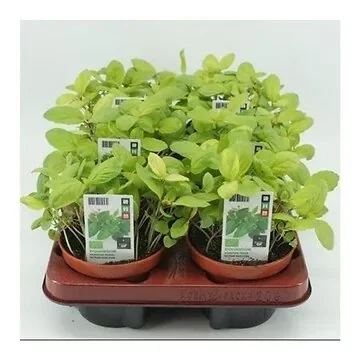 Basilicum Thaise (Ocimum basilicum) BIO