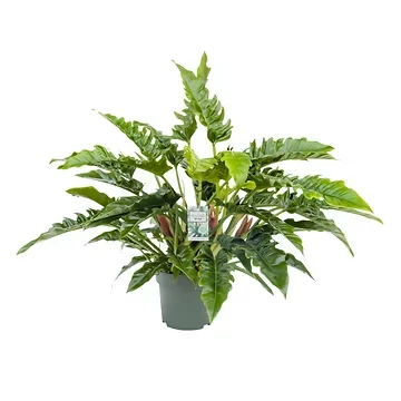 Philodendron Rambo H 65 ø 27 cm